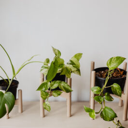 Wooden Plant stands